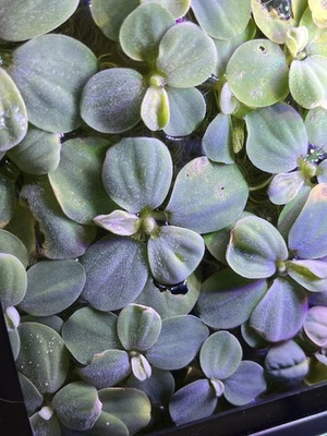 8oz Dwarf Water Lettuce Floaters Live Aquarium Plants - Image 1 of 2