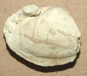 Messinian Bivalvia - Adacna sp. - Bild 1 von 10