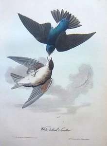 Audubon 1st ed Octavo WHITE BELLIED SWALLOW Birds of America 1840 original - Picture 1 of 6