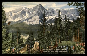 Postcard Evergreen Forest Exhibit Near Mt. Sneffels, CO - Picture 1 of 2