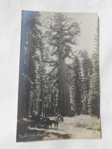 c1900's The Grizzly Giant Tree Sequoia Yosemite CA RPPC Pillsbury Photo Co P3 - Bild 1 von 4