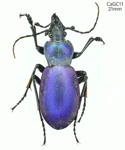 CaGC11 Carabidae Carabus sp Liaoning Kaiyuan 21mm - Picture 1 of 1