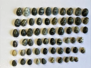 Kupee Nerite Hawaiian Seashells ~ Lot Of 60 ~ RARE COLORS ~ READ DESCRIPTION - Picture 1 of 20