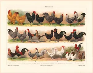 c1900 FARM HENS ROOSTERS CHICKENS VARIETIES COLOR CHROMOLITHOGRAPH @10x13 - Picture 1 of 2