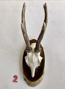 Reh Geweih Gehörn Jagdtrophäe - Bild 1 von 3