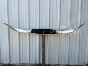 MOUNTED STEER HORNS 7 feet wide LONGHORN POLISHED MOUNT BULL COW - Picture 1 of 4