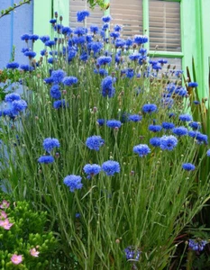 250+ TALL BLUE BACHELOR BUTTON SEEDS CORNFLOWER FRESH FOR YOUR FLOWER GARDENS - Picture 1 of 10
