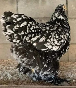 12+ Rare Breed Chicken Fertile Hatching Eggs Orpington, Cochin, Sweddish Flower - Picture 1 of 23