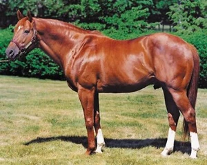 SECRETARIAT 8 X 10 PHOTO ~ TRIPLE CROWN WINNER ~ Conformation PHOTO - Picture 1 of 2