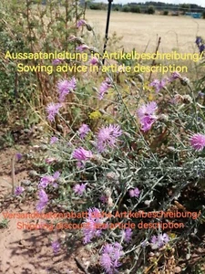 Rispen Flockenblume, Centaurea stoebe, Panicles knapweed, 200 seeds, samen - Bild 1 von 15