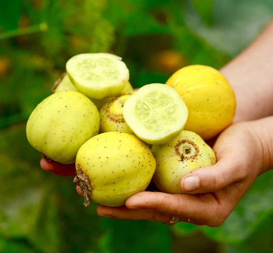 Cucumber Seeds x 40 - Crystal Lemon Round Yellow - Vegetable - Image 1 of 1