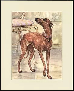 ITALIAN GREYHOUND CHARMING LITTLE DOG PRINT MOUNTED READY TO FRAME - Foto 1 di 1