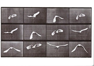 Vintage Postkarte, Eadweard Muybridge, Kakadu fliegt, Kunstfoto, ungelaufen - Bild 1 von 2