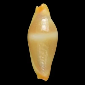 CRENAVOLVA TRAILLII Yellow (Bohol Isl., Philippines) 7.2mm #44858 - Picture 1 of 3
