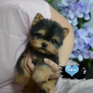 Simulation Pet Dog Realistic Yorkie Dog Puppy Lifelike Stuffed Companion Toy NEW - Picture 1 of 9