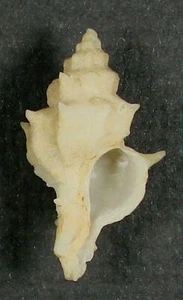 MUREX NUTTINGI 29,09 mm HERMOSO ESPÉCIMEN RARO de San Agustín, Florida 1979 - Imagen 1 de 2