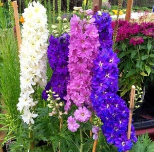 700 Delphinium Seeds Royal Blue King Arthur Garden Larkspur Giant Imperial - Picture 1 of 11