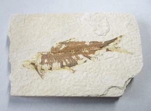 +++ fossiler versteinerter Fisch + Knightia eocaena + Wyoming, USA +++ - Picture 1 of 4