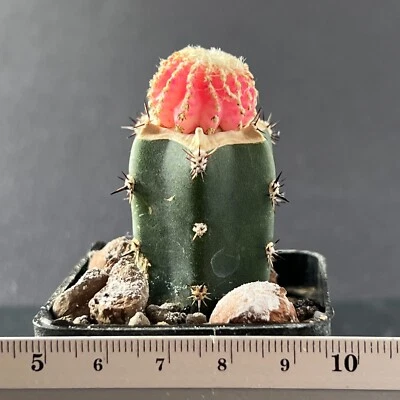 4-1288. Discocactus horstii f. Rosa (Injertado) Foto 1 de 2