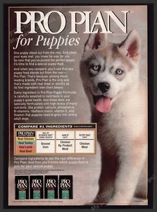 Pro Plan 1990er Print Werbung 1998 Futter Hund Blue Eye Husky Welpe - Bild 1 von 1