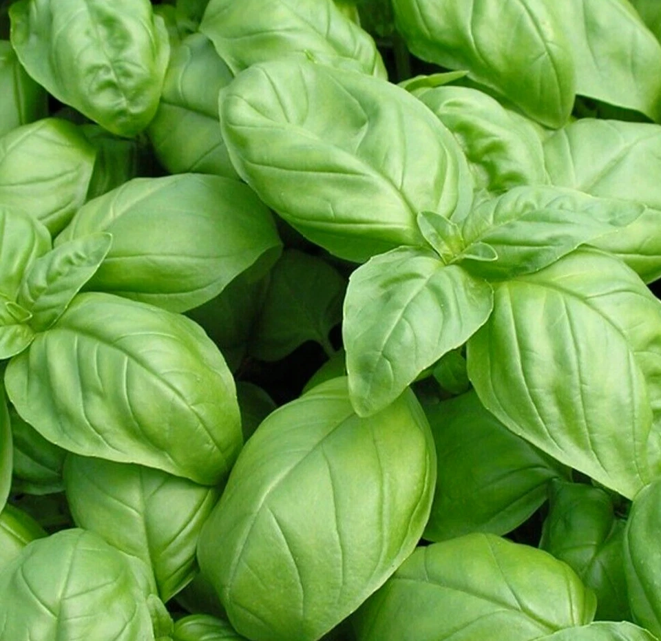 ITALIAN LARGE LEAF BASIL SEEDS 600+ ANNUAL herb GARDEN non-gmo FREE SHIPPING  - Image 1 of 1