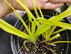 $18 Value SWEET KATE GOLD TRADESCANTIA " BLUE & GOLD GREAT HARDY READILY MULTP. - Picture 1 of 5