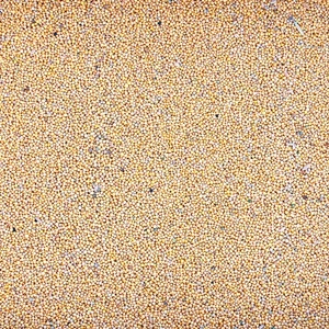 Gelbsenf 10 kg ganze Körner weißer Senf ganz Bienenfreundlicher Gründünger gelb - Bild 1 von 5