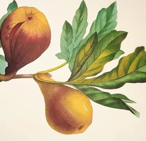 Pierre Joseph Redoute Botanical Flowers FICUS VIOLACEA Art Book Plate 38 - Picture 1 of 2