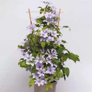 Clematis 'Boulevard Bernadine'. 4L Plant. Pink flowers. Climbing perennial. - Picture 1 of 4