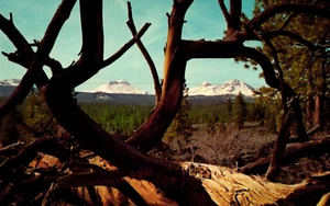 Postcard Three Sisters Through Tree Branches Central Oregon USA - Picture 1 of 2