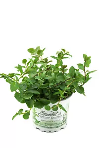 Pfefferminze, Mentha x piperita, frische Pfefferminz Pflanze - Bild 1 von 3