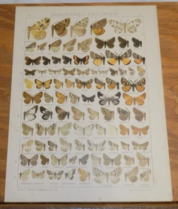 1913 Antique COLOR Print/BUTTERFLIES/Genus XANDRAMES-ENCONISTA/89 Illustrations - Picture 1 of 1