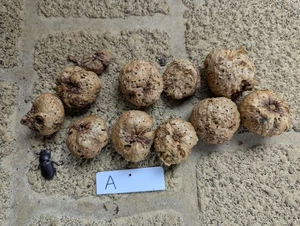 Bundle A: English Oak Apple Galls. Ink making. - Picture 1 of 1