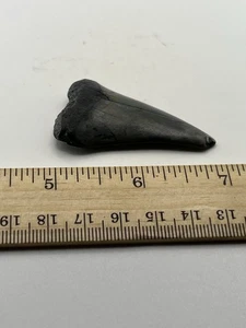 2.25” Mako Shark Tooth Fossil from NC Coast V21 - Picture 1 of 4
