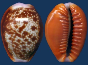 Muschel Cypraea helvola citrinicolor Muschel - Bild 1 von 2