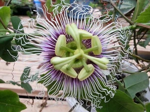 Passiflora Edulis Golden Giant Vine 10 Seeds, Passion Fruit From USA Garden - Picture 1 of 2