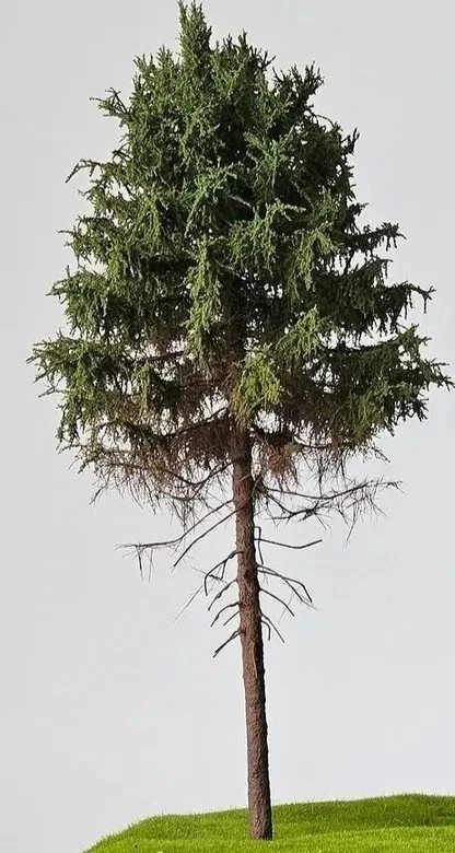 🍀🍀🍀 Modellbaum H0 Freon-Lärche  18-20 cm Höhe.Handarbeit.🍀 - Bild 1 von 1