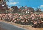 Rose Covered Cottage Cape Cod Chatham Massachusetts Giant Postcard Rambler Roses