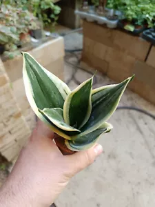 Sansevieria hahnii MINI Jade Pagoda Indoor Plant Purifying Ø6 - Picture 1 of 4