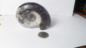 2 & 3/4" Polished 70mm Goniatite Ammonite FOSSIL Morocco Free Standing! - Picture 1 of 5
