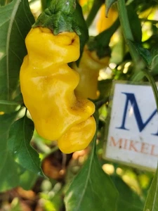 Peter Pepper Yellow,10 semillas,capsicum annuum (79) - Picture 1 of 2