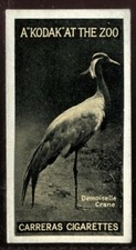 Tobacco Card, Carreras, KODAK AT THE ZOO, A Series, 1924, Demoiselle Crane, #8