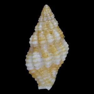 ENGINA OBLIQUICOSTATA (Zamboanga, Philippinen) 8,5 mm #47526 - Bild 1 von 3
