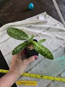 Paphiopedilum Shirley Amundson (acmodontum x hookerae) Mottled Leaf Orchid - Picture 1 of 3