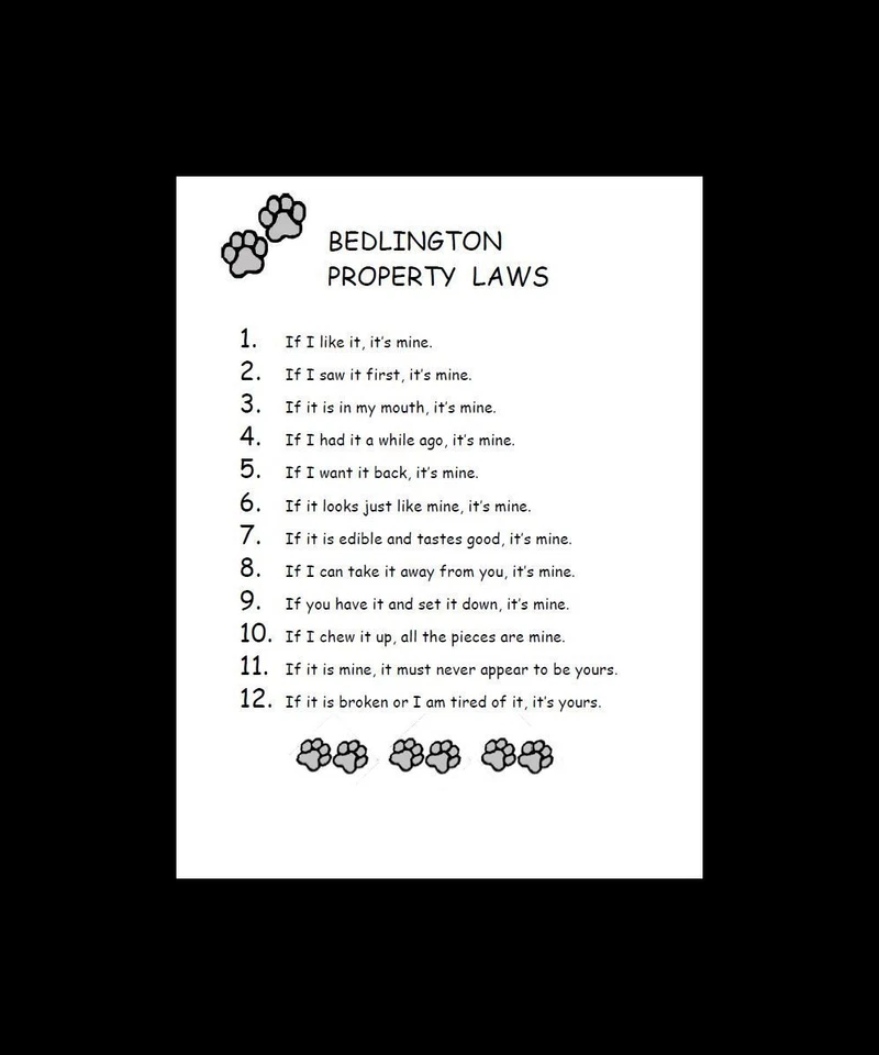 Bedlington Terrier - CUSTOM MATTED - Dog Art Print - P/L - Image 1 of 1