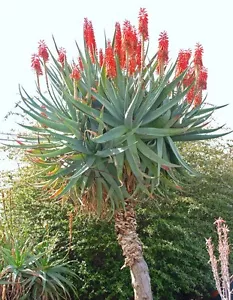 RARE ALOE FEROX exotic bitter medicinal gel succulent desert plant seed 10 SEEDS - Picture 1 of 1