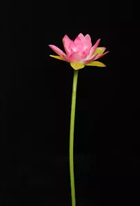 6 PCS Long Stem Water Lily Lotus Artificial Realistic Faux Silk Flowers PINK 27" - Picture 1 of 2