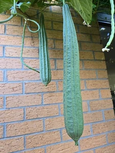 Angled Luffa, Ridge Gourd, Jhinga, Ribbed Luffa 8 Seeds - AU Backyard Grown - Picture 1 of 6
