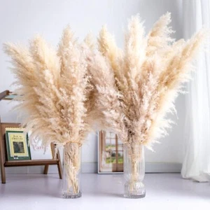 Tall Pampas Grass 10PCS Boho Decor Natural Home Decor Phragmites Dried Flower... - Picture 1 of 2
