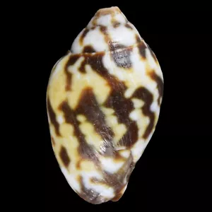 MITRA (Strigatella) LITTERATA (Mactan Isl., Philippines) 13.3mm #47670 - Picture 1 of 3